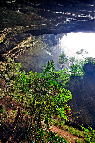 the mouth of deer cave - mulu (borneo), backlight, borneo, cave mouth, caving, deer cave, ferns, gunung mulu national park, jungle, malaysia, natural cave, rain forest, spelunking, trees