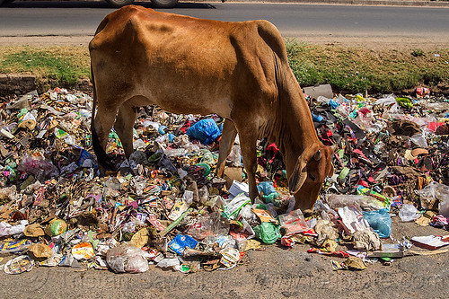 the problem with single-use plastic in india, dump, environment, garbage, plastic trash, pollution, road, single use plastics, street cow