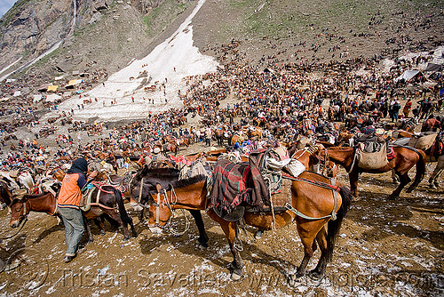 thousands of ponies and bearers in the valley - amarnath yatra (pilgrimage) - kashmir, amarnath yatra, crowd, hindu pilgrimage, horses, kashmir, kashmiris, load bearer, mountains, pilgrims, ponies, pony station, snow, wallah