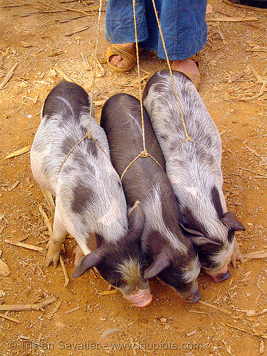 three piglets at the market - vietnam, mèo vạc, piglets, pigs