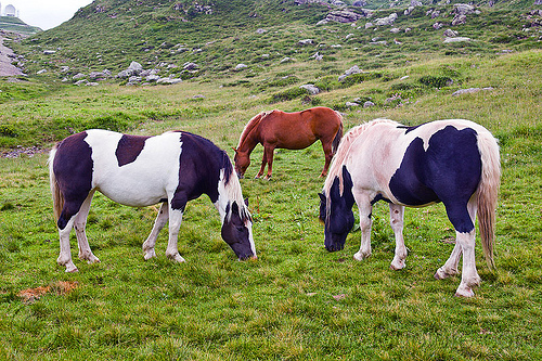 three wild horses, feral horses, grass field, grassland, grazing, pinto coat, pinto horse, white and black coat, wild horses