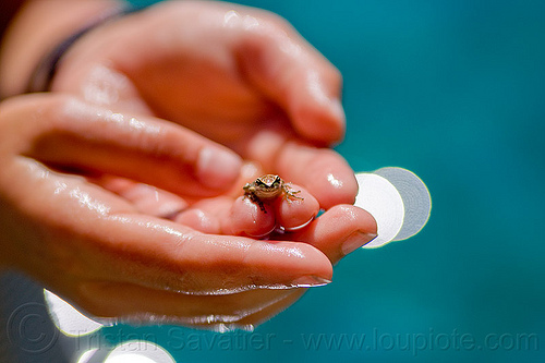 tiny baby frog in hands, amphibian, baby frog, hands, spring training, tiny, wildlife