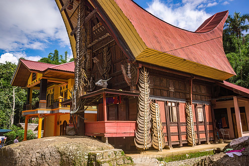 toraja house adorned with many water buffalo horns, tana toraja, tongkonan house, tongkonan roof, village, water buffalo horns