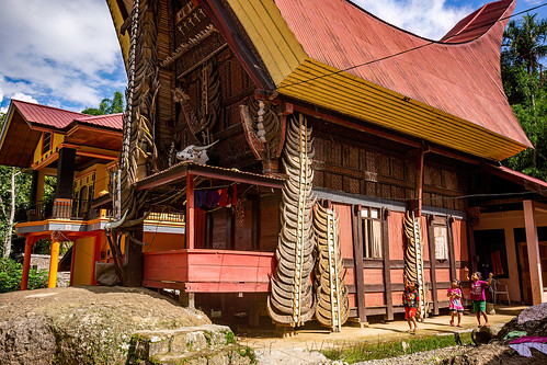 toraja house adorned with many water buffalo horns, tana toraja, tongkonan house, tongkonan roof, village, water buffalo horns