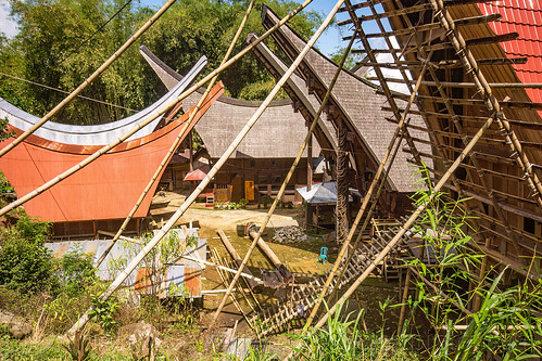 toraja houses with traditional tongkonan roofs, bamboo scaffolding, construction, tana toraja, tongkonan house, tongkonan roof, village