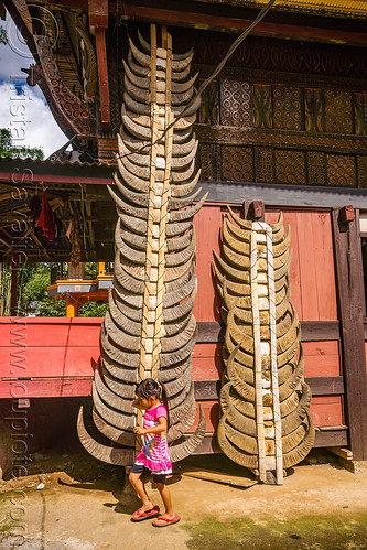 toraja kids playing in front of house adorned with many water buffalo horns, boys, buffalo horns pole, children, home, kids, little girls, playing, stacked buffalo horns, tana toraja, tongkonan house, tongkonan roof, village, water buffalo horns