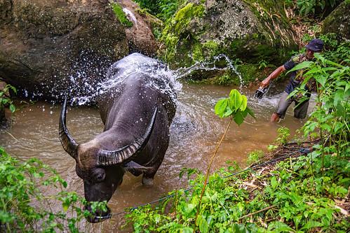 toraja man giving bucket shower to his water buffalo, cow, man, pond, tana toraja, water buffalo shower