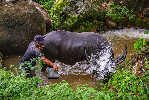 toraja man giving bucket shower to his water buffalo, cow, man, pond, tana toraja, water buffalo shower