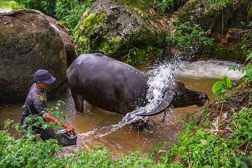 toraja man giving bucket shower to his water buffalo, cow, man, pond, tana toraja, water buffalo shower