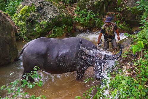 toraja man giving bucket shower to his water buffalo, cow, man, pond, tana toraja, water buffalo shower