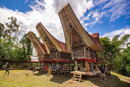 toraja rice-barns with traditional tongkonan roofs, alang, rice granaries, rice-barns, tana toraja, tongkonan roof, village