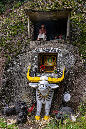 toraja rock-tomb with tau-tau effigy and carved water buffalo, burial site, cemetery, effigies, grave, graveyard, liang pak, pa'tedong, rock tombs, tana toraja, tau-tau, tomb