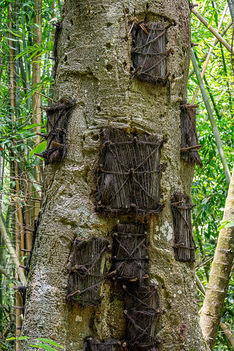 toraja tree burial - baby graves in tree trunk, passiliran pia, tana toraja