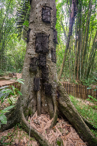 toraja tree burial - baby graves in tree trunk, baby graves, baby tombs, burial site, cemetery, graveyard, passiliran pia, tana toraja, tree tombs, tree trunk