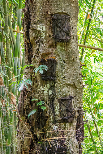 toraja tree burial - baby graves in tree trunk, baby graves, baby tombs, burial site, cemetery, graveyard, passiliran pia, tana toraja, tree tombs, tree trunk