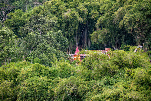 toraja village in bamboo forest, tana toraja, tongkonan