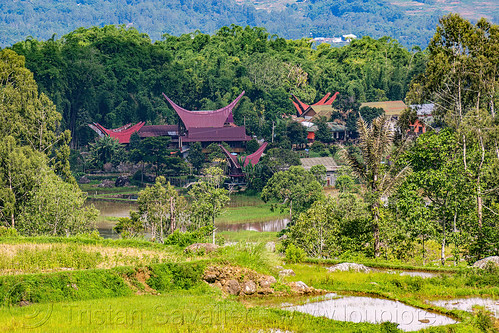 toraja village near bamboo forest, bamboo forest, jungle, rice fields, rice paddy fields, tana toraja, tongkonan roof, village