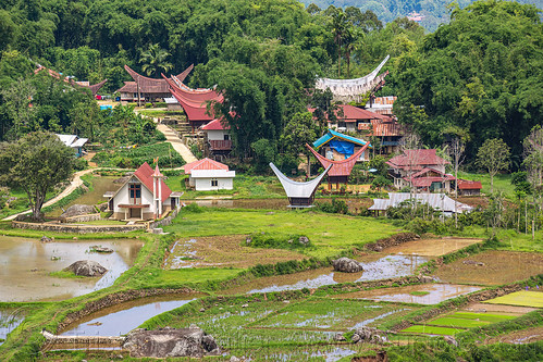 toraja village with church and traditional roofs, agriculture, flooded paddies, flooded rice field, flooded rice paddy, landscape, rice fields, rice paddies, rice paddy fields, tana toraja, terrace farming, terrace fields, terraced fields, tongkonan roof, village