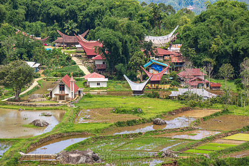 toraja village with church and traditional roofs, agriculture, flooded paddies, flooded rice field, flooded rice paddy, landscape, rice fields, rice paddies, tana toraja, terrace farming, terraced fields, tongkonan roof, village