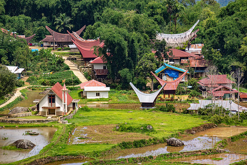 toraja village with church and traditional toraja houses, tana toraja, tongkonan roof, village