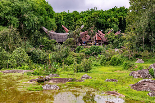 toraja village with tongkonan roofs between rice fields and bamboo forest, agriculture, flooded paddies, flooded rice field, flooded rice paddy, landscape, rice fields, rice paddies, rice paddy fields, tana toraja, terrace farming, terrace fields, terraced fields, tongkonan roof, village
