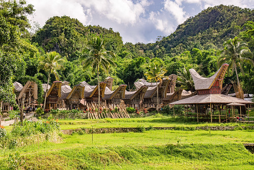 toraja village with traditional tongkonan horn-shape roofs, alang, rice granaries, rice-barns, tana toraja, tongkonan roof, village