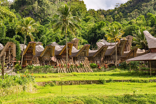toraja village with traditional tongkonan roofs, alang, rice granaries, rice-barns, tana toraja, tongkonan roof, village