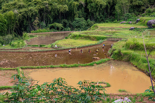 torajan people fishing in a flooded rice field, agriculture, flooded paddies, flooded rice field, flooded rice paddy, landscape, rice fields, rice paddies, rice paddy fields, tana toraja, terrace farming, terrace fields, terraced fields