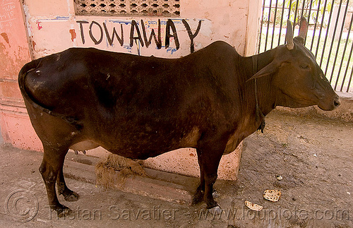 tow away street cow - delhi (india), delhi, street cow, tow away