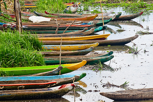 traditional indonesian canoes in tidal marsh, canoes, colored, colorful, flores island, moored, mooring, painted, river boats, sumbawa, tidal marsh