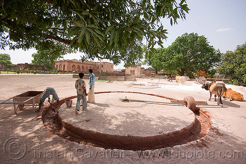 traditional mortar mixing with oxes - mandu (india), circle, cows, mandav, mandu, mortar, oxes