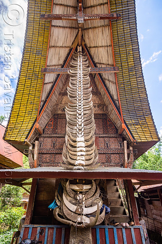 traditional toraja house with buffalo horns on pole, buffalo horns pole, stacked buffalo horns, tana toraja, tongkonan house, tongkonan roof, village, water buffalo horns