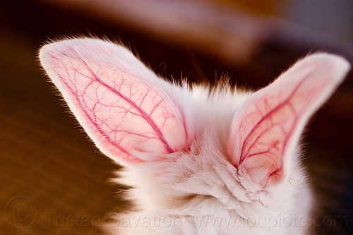 translucent rabbit ears with veins, bunny ears, bunny rabbit, pink, rabbit ears, translucent, veins, white rabbit
