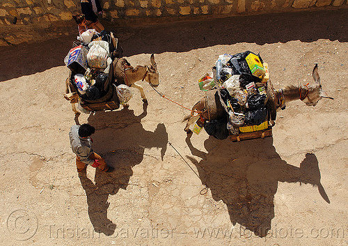 trash pickup donkeys, asinus, donkeys, equus, garbage pickup, man, mardin, trash pickup, working animals