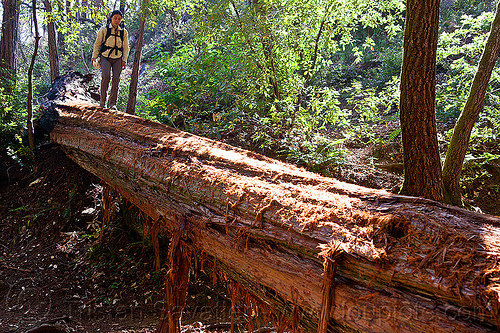 tree bridge - fallen redwood tree makes natural bridge for hikers, big sur, fallen tree, forest, hiking, pine ridge trail, redwood tree, sequoia sempervirens, tree bridge, tree trunk, trekking, vantana wilderness