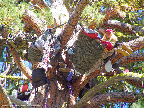 tree-camp-closeup - rainbow gathering - hippie, hippie, tree branches, tree camp, tree sitters