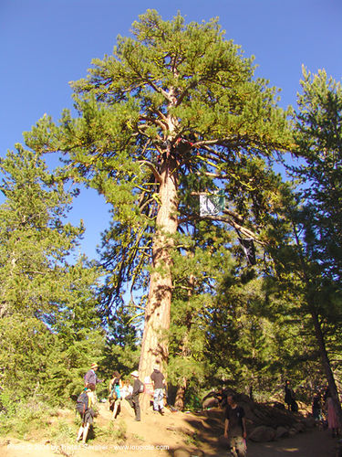 tree-camp - rainbow gathering - hippie, hippie, tree camp, tree sitters