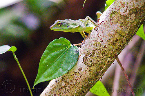 tree lizard - green crested lizard, borneo, bronchocela cristatella, green crested lizard, green tree lizard, gunung mulu national park, jungle, malaysia, rain forest, wildlife
