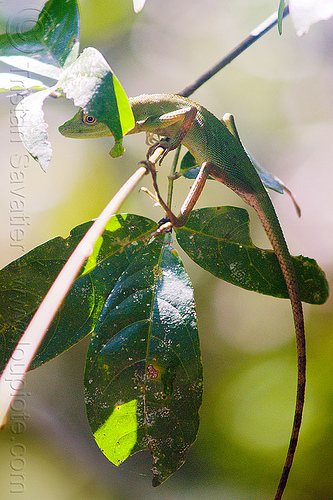 tree lizard - green crested lizard, borneo, bronchocela cristatella, green crested lizard, green tree lizard, gunung mulu national park, jungle, malaysia, rain forest, wildlife