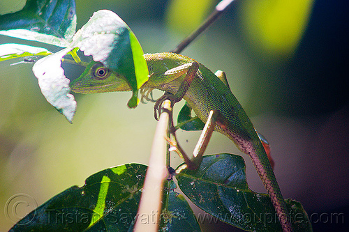 tree lizard - green crested lizard, borneo, bronchocela cristatella, green crested lizard, green tree lizard, gunung mulu national park, jungle, malaysia, rain forest, wildlife