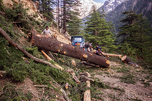tree logging on the road to gangotri (india), bhagirathi valley, lumberjacks, men, mountain road, mountains, rolling, tree log, tree logging, truck, trunk, workers, working