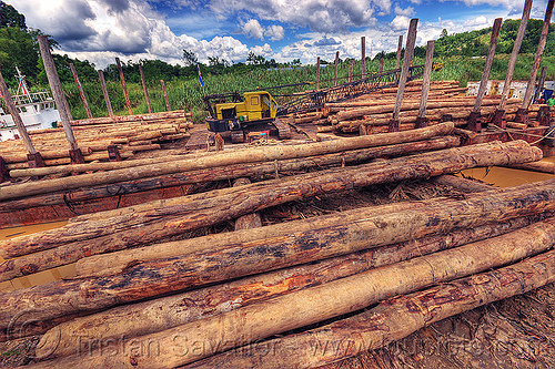 tree logs loaded on a logging barge, borneo, deforestation, environment, logging barge, logging camp, malaysia, river barge, tracked crane, tree logging, tree logs, tree trunks