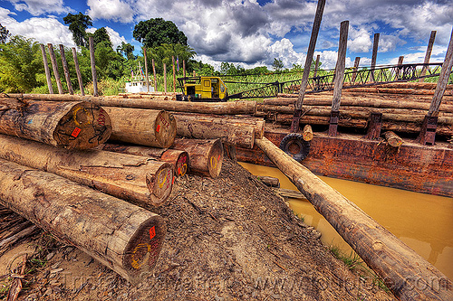 tree logs loaded on a logging barge, borneo, deforestation, environment, logging barge, logging camp, malaysia, muddy, river barge, tracked crane, tree logging, tree logs, tree trunks
