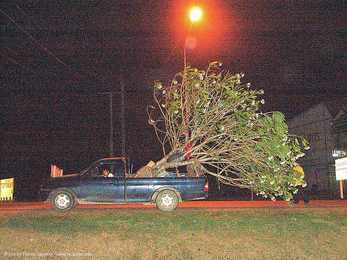 tree mover - thailand, night, pickup truck, tree mover