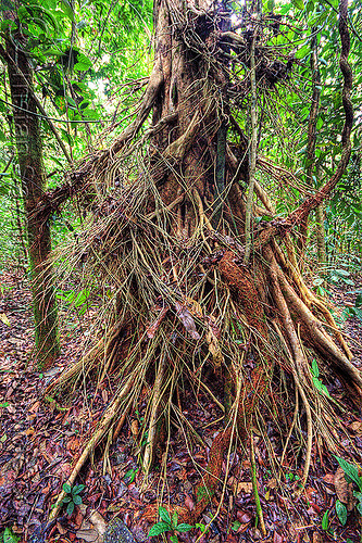 tree with aerial roots in the jungle (borneo), aerial roots, borneo, gunung mulu national park, jungle, malaysia, plants, rain forest, tree trunk