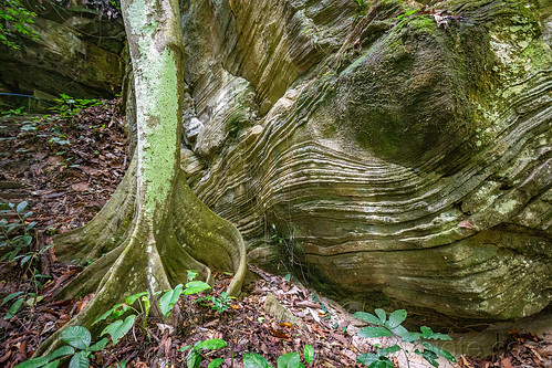 tree with buttress roots and sedimentary rocks with layers, buttress roots, jungle, layer, rock, tree