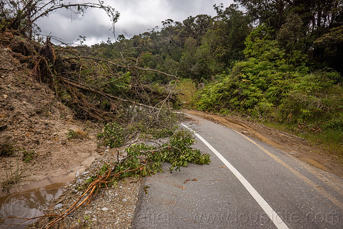 trees fallen on the road to bada valley, road to bada valley