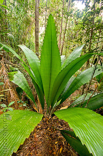 tropical palm plant - johannesteijsmannia altifrons, bako, borneo, diamond joey palm, fan palms, johannesteijsmannia altifrons, jungle, kuching, leaves, malaysia, plants, tropical rain forest