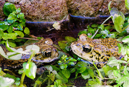 true love - california toads staring at each other, amphibian, anaxyrus boreas halophilus, california toads, darwin falls, death valley, mating, pond, western toads, wildlife