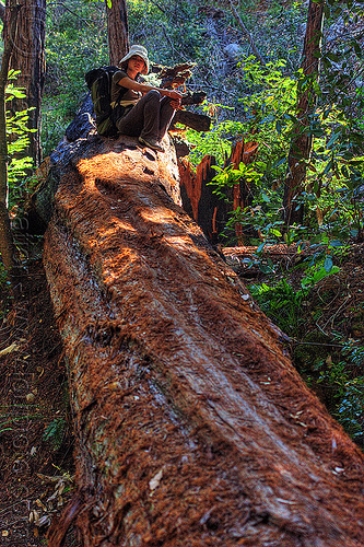 trunk of fallen redwood (vantana wilderness), backpack, backpacking, big sur, fallen tree, hiking, pine ridge trail, redwood tree, resting, sequoia sempervirens, sitting, tree bridge, tree trunk, trekking, vantana wilderness, woman